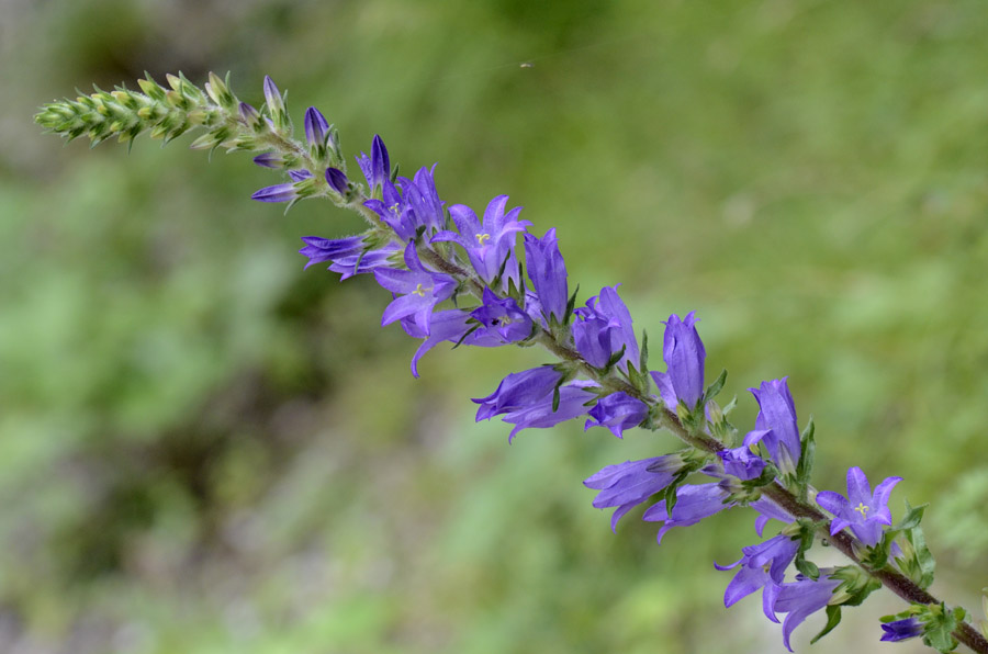 Campanula spicata  / Campanula spigata